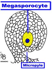 Megasporocyte